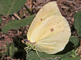 Gonepteryx eversi La Gomera- Zitronenfalter