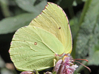 Gonepteryx eversi La Gomera- Zitronenfalter