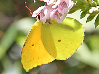 Gonepteryx eversi La Gomera- Zitronenfalter