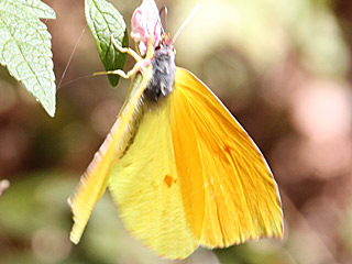 La Gomera-Zitronenfalter  Gonepteryx eversi