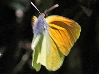 Gonepteryx eversi La Gomera- Zitronenfalter