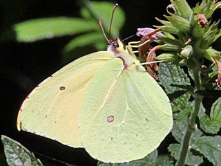 Gonepteryx eversi La Gomera- Zitronenfalter