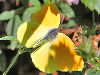 Gonepteryx eversi La Gomera- Zitronenfalter