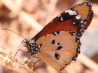 Danaus chrysippus Afrikanischer Monarch Plain Tiger