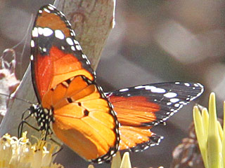Danaus chrysippus Afrikanischer Monarch Plain Tiger