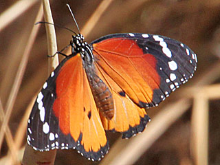 Danaus chrysippus Afrikanischer Monarch Plain Tiger