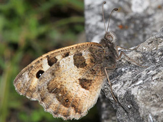 Chazara briseis  Berghexe