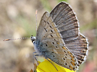 Aricia anteros  Blue argus