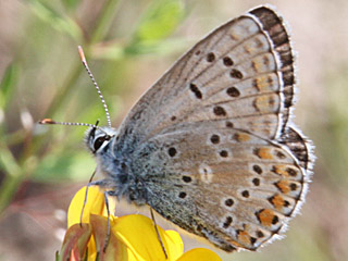 Aricia anteros  Blue Argus