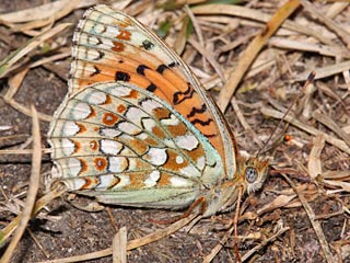 Stiefmtterchen-Perlmutterfalter  Argynnis nione  Niobe Fritillary