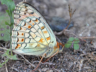 Stiefmtterchen-Perlmutterfalter  Argynnis nione  Niobe Fritillary