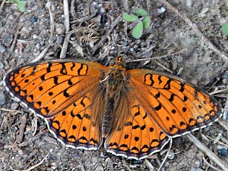 Stiefmtterchen-Perlmutterfalter  Argynnis nione  Niobe Fritillary