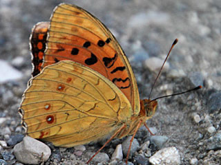 Mrzveilchen Perlmutterfalter  Argynnis adippe