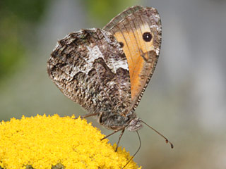 Hipparchia semele  Rostbinde Ockerbindiger Samtfalter  Grayling