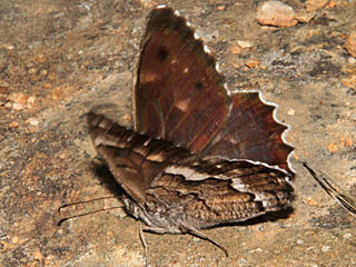 Hipparchia wyssii / gomera Kanarensamtfalter Teneriffa Fuerteventura Gran Canaria Lanzarote La Palma La Gomera El Hierro