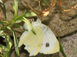 Pieris mannii  Karst-Weiling  Southern Small White