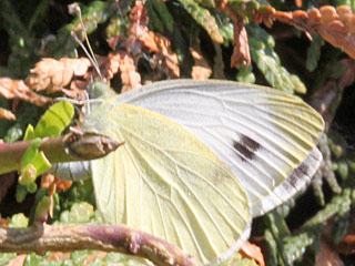 Pieris mannii  Karst-Weiling  Southern Small White