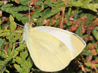 Pieris mannii  Karst-Weiling  Southern Small White