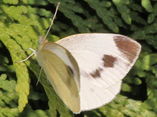 Pieris mannii  Karst-Weiling  Southern Small White