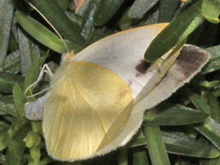 Pieris mannii  Karst-Weiling  Southern Small White