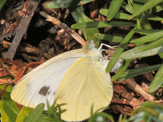 Pieris mannii  Karst-Weiling  Southern Small White