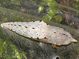 Puppe Pieris mannii  Karst-Weiling  Southern Small White