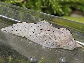 Puppe  Pieris mannii  Karst-Weiling  Southern Small White