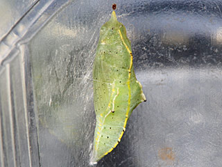 Puppe  Pieris mannii  Karst-Weiling  Southern Small White