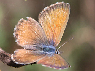 Cyclyrius webbianus  Kanarischer Bluling  Canary Blue