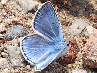 Polyommatus amandus  Vogelwicken-Bluling  Amanda's Blue