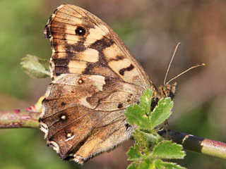 Waldbrettspiel Laubfalter Pararge aegeria Speckled Wood