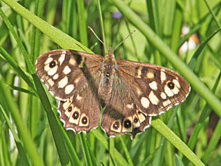 Waldbrettspiel Laubfalter Pararge aegeria Speckled Wood