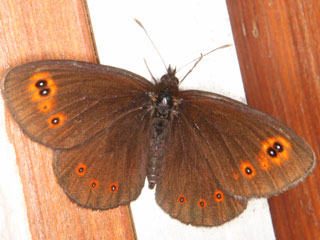 Rundaugen-Mohrenfalter Erebia medusa Woodland Ringlet