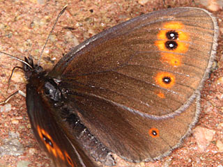 Rundaugen-Mohrenfalter Erebia medusa Woodland Ringlet