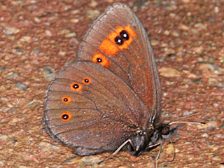 Rundaugen-Mohrenfalter Erebia medusa Woodland Ringlet