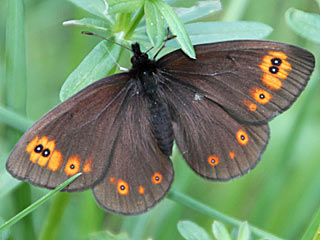 Rundaugen-Mohrenfalter Erebia medusa Woodland Ringlet