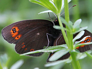 Rundaugen-Mohrenfalter Erebia medusa Woodland Ringlet