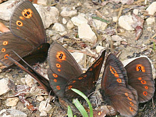 Rundaugen-Mohrenfalter Erebia medusa Woodland Ringlet