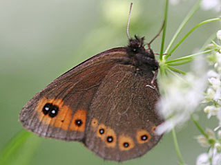 Rundaugen-Mohrenfalter Erebia medusa Woodland Ringlet