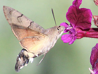 Taubenschwänzchen Kolibri-Schwärmer Macroglossum stellatarum Humming-bird Hawk-moth