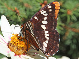 Limenitis lorquinii  Lorquin's Admiral