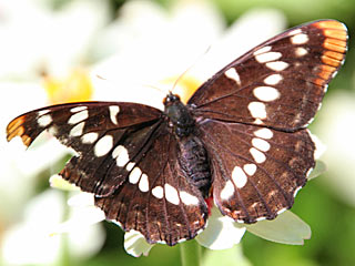 Limenitis lorquinii  Lorquin's Admiral