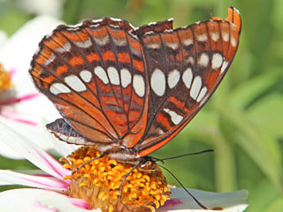 Limenitis lorquinii  Lorquin's Admiral