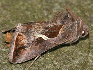 Schafgarben-Silbereule Macdunnoughia confusa  Dewick's Plusia