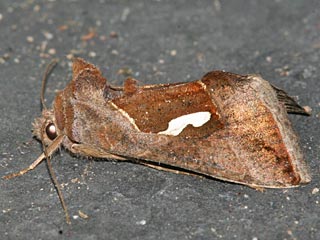 Schafgarben-Silbereule Macdunnoughia confusa  Dewick's Plusia