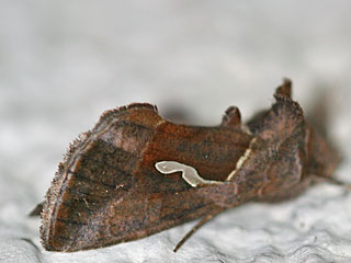 Schafgarben-Silbereule Macdunnoughia confusa  Dewick's Plusia