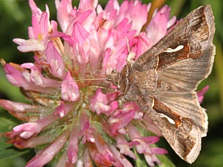 Schafgarben-Silbereule Macdunnoughia confusa  Dewick's Plusia