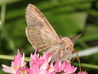 Schafgarben-Silbereule Macdunnoughia confusa  Dewick's Plusia