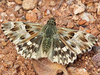 Gr�nlicher Dickkopffalter Ziestfalter Carcharodus lavatherae Marbled Skipper