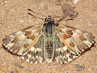 Gr�nlicher Dickkopffalter Ziestfalter Carcharodus lavatherae Marbled Skipper